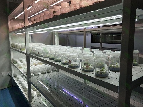 榆中植物组织培养实验室设计建设方案